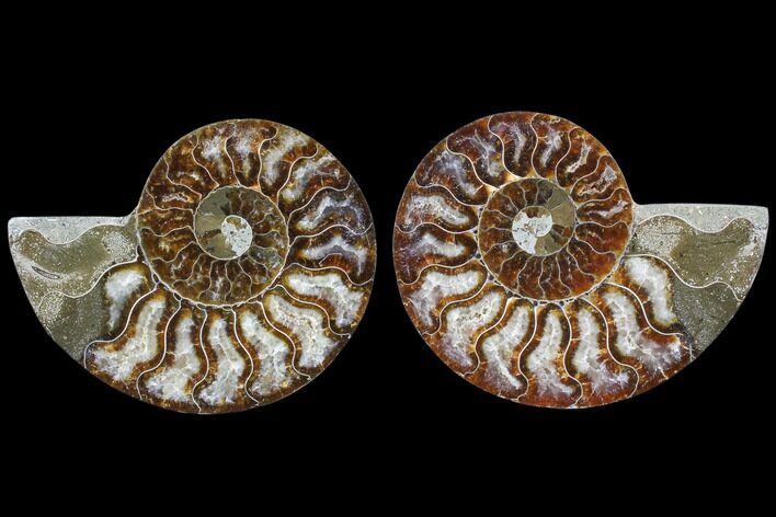 Cut & Polished Ammonite Fossil - Agatized #82267